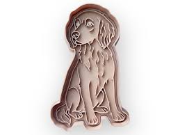 Image result for Malý münsterlandský ohař