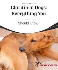 Claritin In Dogs Everything You Should Know Here We Ll Tell About Claritin In Dogs And How It Can Help With Allergies But Proc Claritin Dogs Cuddly Animals