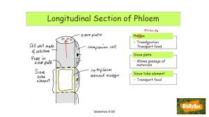 This is a summary of the plant structure chapter. L C Biology Phloem Youtube
