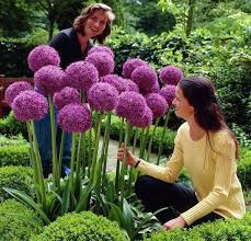 Giant Allium Garden Flower Plant 120 Seeds Perennial Purple Free P P Uk Seller Ebay Plants Planting Flowers Flowering Trees