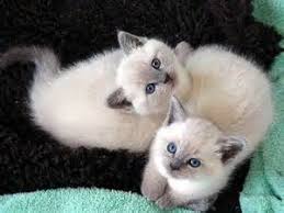 Lilac Point Balinese Cat Cats Kittens Cutest Balinese Cat