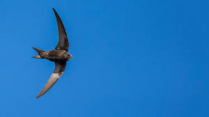 Swift Apus Apus British Birds Woodland Trust