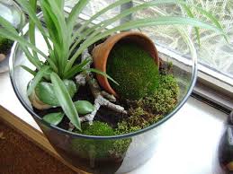 Pin By Becky Sumsion On Terrariums Garden Terrarium Mini Garden Terrarium