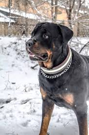 As a rule of thumb, small dogs with short coats, such as chihuahuas, get cold faster than othe. Can Rottweilers Stay Outside In The Cold Embora Pets