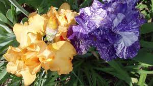 We did not find results for: Bearded Iris Iris Germanica American Meadows