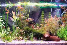 Jenis tanaman hias aquarium tanpa co2 aquascape mencari di alam liar atau sungai air tawar dan kamu juga bisa menambahkan berbagai macam jenis tanaman hias aquarium sebagai ikan hias tanaman hias ini merupakan tanaman air yang bisa tumbuh di dalam air, seperti tanaman yang. 13 Jenis Ikan Hias Air Tawar Cantik Untuk Aquascape Mu