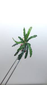 Image result for Astropanax barteri