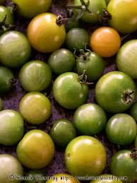 A determinate type, the vines grow rapidly and bear large clusters of fruit all at once over a 2 to 3 week period. Pickles Archives Bittersweet