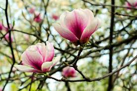 Heute erfreuen sie uns mit ihren herrlich großen blüten im frühling und verschönern viele gärten und parks. Die Blute Der Magnolie Bluht Im Stock Bild Colourbox