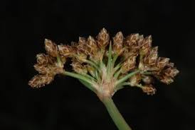 Image result for Fimbristylis scabrida