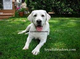 What is a white lab? Loyal Labradors Selah Lab Puppies English Labrador White Labrador Puppy