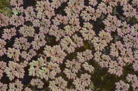 Image result for Azolla