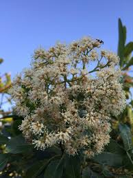 Image result for Nuxia floribunda