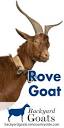 Rove Goat - Breed Profile - Backyard Goats