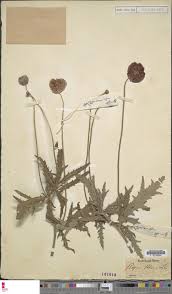 Image result for Loxogramme abyssinica