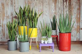 L'inquinamento domestico è sempre più diffuso in casa e negli uffici. Sansevieria Pianta Ornamentale Pulisce L Aria Come Coltivarla