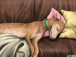 How To Care For A Greyhound | Grey Hound Dog, Greyhound, Greyhounds Racing