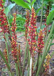 Image result for Renealmia africana