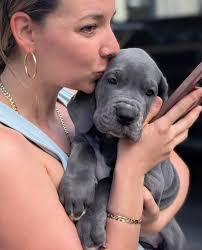 Reputable great dane breeders in Florida?