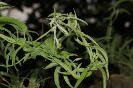 Image result for Convolvulus aschersonii