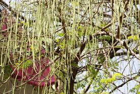 Image result for horseradish tree