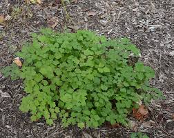 Image result for Blyxa hexandra