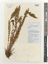 Image result for Mohria nudiuscula