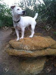 The original jack russells had longer legs, but there was always variety in size and leg length. White Purebred Short Legged Jack Russell Terrier Standing On Top Of Pile Of A Rocks While Hiking Outdoors During The Day Stock Photo Picture And Royalty Free Image Image 20788949