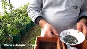 Patlıcan, maydonoz, dereotu, çeri domates, karnabahar Karpuz Tohumu Nasil Ne Zaman Ekilir Cimlendirilir Kac Gunde Cimlendir Ve Karpuz Tohumu Satisi Youtube