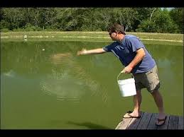 Pin On Bait