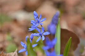 Image result for Scilla benguellensis
