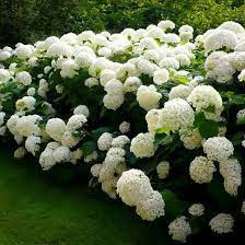 Annabelle Hydrangea Hydrangea Arborescens Annabelle Smooth Hydrangea Hydrangea Arborescens