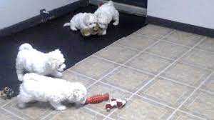 Bichons Frises 2 Mois Youtube