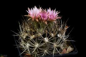 Image result for Tinnea eriocalyx