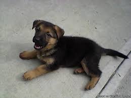 German shepherd german shepherd show dog akc german shepherd puppies german shepherd puppy puppies. Akc German Shepherd Puppies For Sale In Kansas City Missouri Classified Americanlisted Com