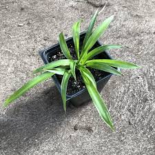 Image result for Chlorophytum pauper
