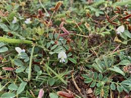 Image result for Tephrosia pumila
