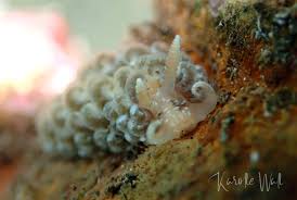 Image result for Alinula sp.