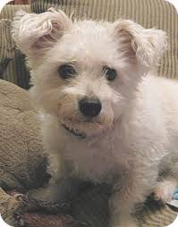 Foster and adoption licensing requirements. Orlando Fl Westie West Highland White Terrier Meet Rupert Bobby A Pet For Adoption