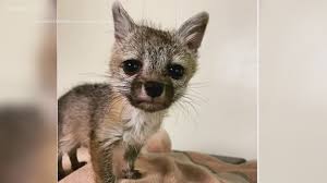 Gund baby rococo fox stuffed animal toy. Tempe Family Saved Baby Fox That Followed Them Home 12news Com