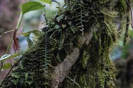 Image result for Lellingeria