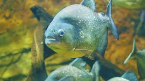 Piranha Aquarium Fish Tank Red Belly Piranha Fish In Aquarium Piranha Fish In Aquarium Machali Youtube