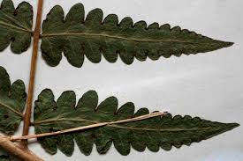 Image result for Blotiella crenata