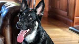 President joe biden's dogs will return to the white house from the family's home in delaware after one bit someone, an official announced on tuesday. A Good Boy Again Biden S Dog Will Return To The White House