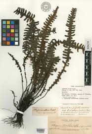 Image result for Diplazium humbertii