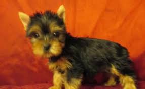Craigslist san diego is a very popular website dedicated to announcing all kinds of things: Craigslist San Diego Pets Yorkie