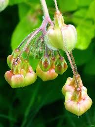 Image result for Pergularia