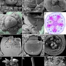 Image result for Monadenium filiforme