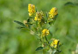 Image result for Melilotus indicus