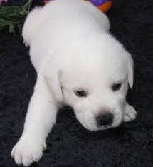 Check spelling or type a new query. White Lab White Lab Pups White Labrador Stud Dogs White Labrador Puppies Pups White Labrador Puppy Lab Puppies Labrador Puppy